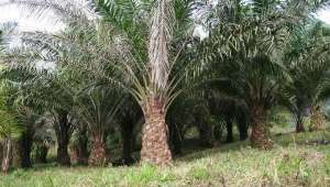Пальмовые плантации в Камеруне (фото Wikimedia Commons).