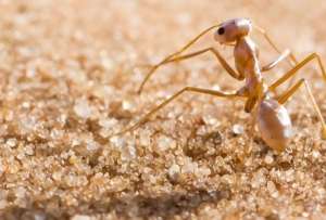 Серебристые муравьи переносят по–настоящему адскую жару ©Ramy Maalouf