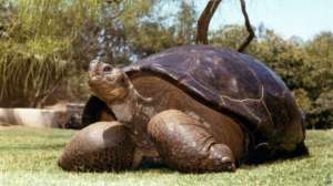 Черепаха по имени Скорость страдала многими старческими недугами. Фото: BBC 