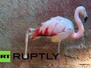 В зоопарке Бразилии сделали протез фламинго, чем обрекли птицу на одиночество. Фото: Ruptly TV / YouTube