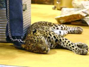 Московские правоохранительные органы приняли решение не возбуждать уголовное дело после побега двух молодых леопардов из столичной квартиры. Фото: Global Look Press