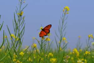  Бабочка на поле горчицы: безмятежный пейзаж и взаимное истребление ©Somnath Bhowmick/Trek Earth