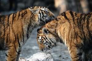 Амурские тигры. Фото с сайта lenta.ru