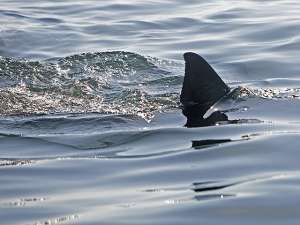 Акула, показавшаяся в 20 метрах от берега, напугала отдыхающих на пляже Херн-Бея в графстве Кент на юго-востоке Англии. Фото: Global Look Press