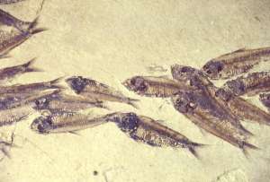  Отпечатки давно вымерших лучеперых рыб — не такая уж и редкость в древних породах ©Chip Clark/National Museum of Natural History