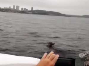 В интернете появилась видеозапись, на которой запечатлен пятнистый олень, плывущий по водам Амурского залива Японского моря по направлению к Владивостоку Рома Мейхер / www.youtube.com
