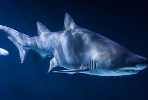  Каждый год 100 миллионов акул убивают ради мяса и плавников, что может навредить равновесию подводного мира ©flickr.com/Leszek Leszczynski 