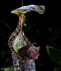 Летучая мышь вылезает из ловчего кувшинчика непентеса, который служил ей ночлегом. (Фото Merlin D. Tuttle.)