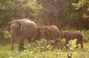 Дикие слоны в Таиланде. Фото: http://thailand-news.ru