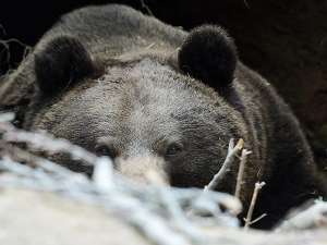 В Мурманской области убили трех медведей, не пожелавших вернуться в лес. Фото: Global Look Press