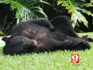 На минувших выходных владелица частного дома в округе Семинол в американском штате Флорида обнаружила на заднем дворе неожиданного гостя - огромного черного медведя, также известного под названием барибал. Фото:  www.wftv.com