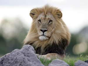 В Зимбабвийском Национальном парке Хванге браконьер убил знаменитого льва по кличке Сесил, который был любюмцем публики и одной из главных достопримечательностей. Фото: Global Look Press