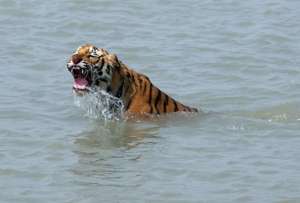  В начале текущего года власти Индии отчитались о росте популяции тигров в стране на 30% ©AFP Photo/Deshakalyan Chowdhury
