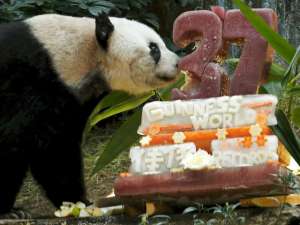 Живущая в Гонконге панда по кличке Цзя Цзя официально стала самой старой в мире пандой, содержащейся в неволе. В июле животному исполнилось 37 лет - по человеческим меркам, Цзя Цзя же преодолела вековой юбилей. Фото: Reuters