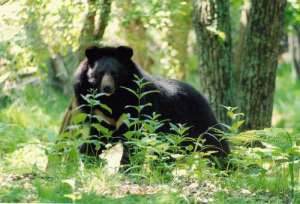 гималайский медведь. Фото: http://lazovzap.ru