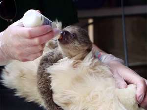 В Лондонском зоопарке семинедельному детенышу ленивца, которого искусственно выкармливают сотрудники, подарили плюшевого собрата из сувенирного магазина зоопарка, который заменил малышу по кличке Эдвард маму. Фото:  Zoological Society of London