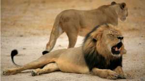 История с незаконным убийством еще одного льва вскрылась, возможно, благодаря масштабным проверкам, начатым после предыдущего случая. Фото: BBC 