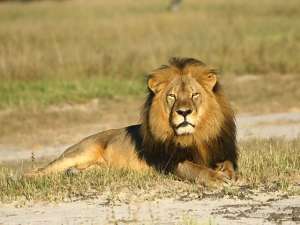 В Африке активисты собираются увековечить память о знаменитом льве по кличке Сесил, который был убит месяц назад американским браконьером Уолтером Палмером. Фото: Global Look Press