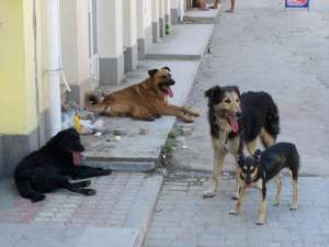 Бездомные собаки. Фото: http://progorod76.ru