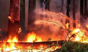 В Бурятии глава лесхоза освобождён от должности из-за пожаров