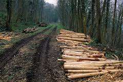 Вырубку леса в радиусе 70 км от МКАД могут запретить