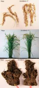 Сравнение внешних признаков обычного риса (Nipp) и генетически модифицированного риса, активнее запасающего крахмал в стеблях и зернах (SUSIBA2-77). В метелках риса SUSIBA2-77 образовывается больше зерен. Высота растений не отличается. Масса корней у трансгенного риса меньше, чем у обычных растений. Фото из обсуждаемой статьи в Nature