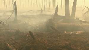Дым от лесных пожаров. Фото: http://1tv.ru