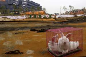 Клетка с кроликами в Тяньцзине. Фото: Reuters 