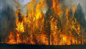 Лесные пожары. Фото: http://www.cherikovnews.by
