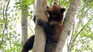 Медведь. Фото: http://pohjarannik.ee