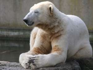 Ученый разгадали причину загадочной смерти знаменитого белого медведя по кличке Кнут из Берлинского зоопарка. Фото: Global Look Press