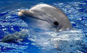 Дельфин. Фото: http://vogs.by