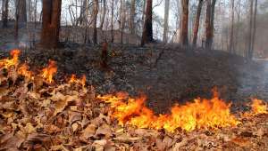 Лесной пожар. Фото: http://kievvlast.com.ua