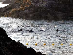 В японской деревне Тайдзи начался сезон охоты на дельфинов. Фото: Reuters