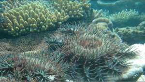 Морские звёзды вида терновый венец, ставшие настоящей угрозой для Большого Барьерного рифа (фото Australian Institute of Marine Science). &amp;#8232;