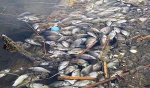 Массовая гибель рыбы. Фото: http://www.autokam.ru