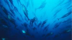 Деятельность человека - главная причина резкого сокращения числа морских обитателей. Фото: http://www.bbc.com