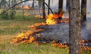 Лесные пожары. Фото: http://www.fresher.ru