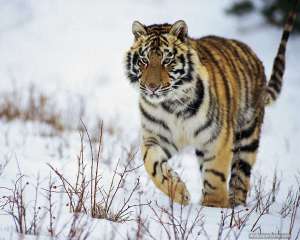 Амурский тигр. Фото: http://www.1tvnet.ru