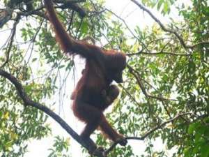 Орангутаны - вид, обитающий только на островах Борнео и Суматра
