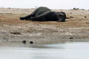 Фото: Philimon Bulawayo / AP