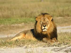 Американский зубной врач Уолтер Палмер, который во время охоты в Зимбабве летом этого года убил знаменитого льва по кличке Сесил, избежит уголовной ответственности. Фото: Global Look Press