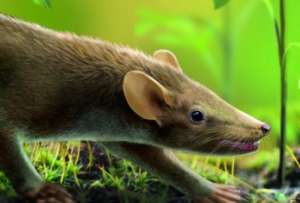  Обнаруженное в Испании ископаемое млекопитающее получило название Spinolestes xenarthrosus ©sciencedaily.com