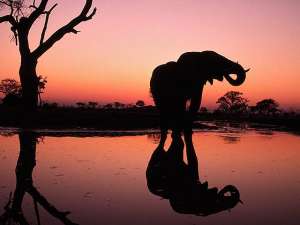 Крупнейший слон убит в национальном парке в Зимбабве. Фото: Global Look Press