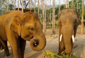  Параллельно, по словам чиновников, удается решить проблему сохранения жизни и здоровья самих слонов, считающихся символом Таиланда и королевской власти ©flickr.com/Evo Flash