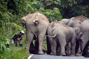 Слоны атакуют мотоциклиста Фото: Shareable Videos / YouTube