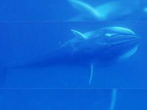 Международная группа океанологов смогла получить фотографии редчайших китов - полосатиков Омуры (Balaenoptera omurai) - в естественной среде обитания. Фото: Woods Hole Oceanographic Institution