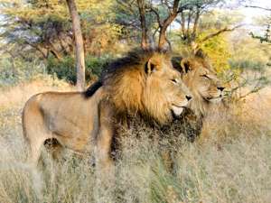 Популяция львов на большей части африканского континента находится под угрозой вымирания. Фото: Global Look Press