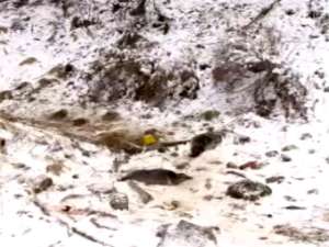 Находка изувеченных тушек байкальской нерпы взбаламутила Сеть и подняла на ноги полицию. Фото: АС Байкал ТВ