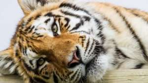 Амурский тигр. Фото: http://ren.tv
